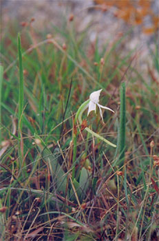 Habenaria at Devarabetta